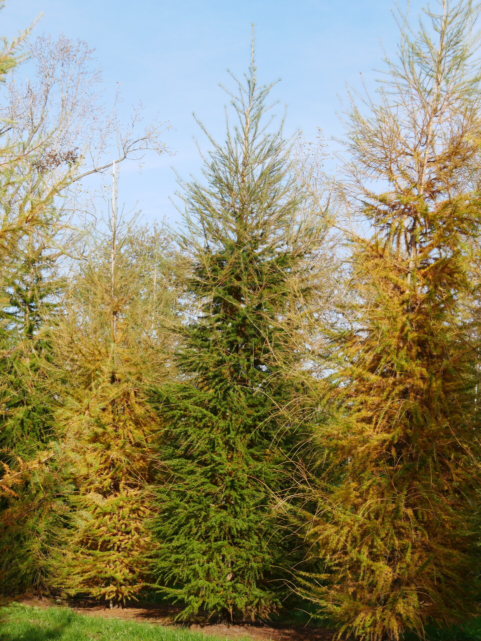 Larix decidua | European larch, Common larch - Van den Berk Nurseries